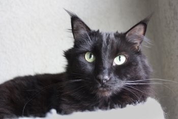 A black cat without pet health insurance waits to be seen by the vet.